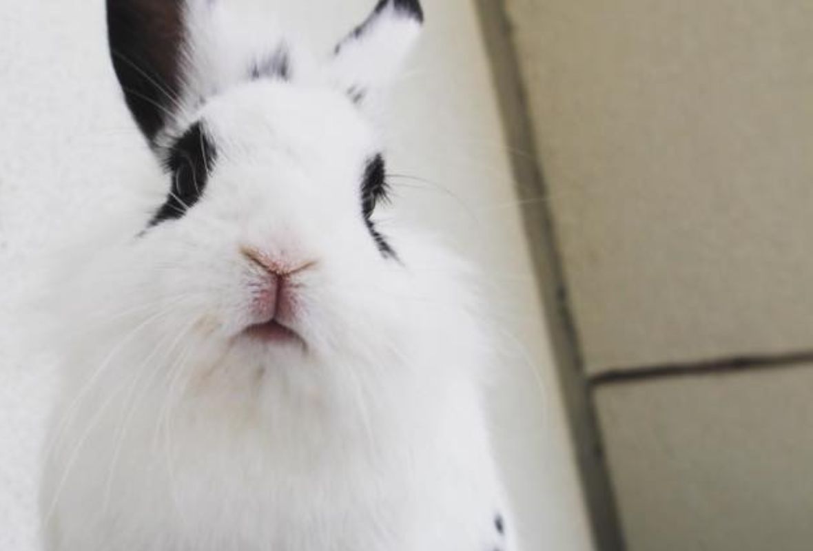 O nas - uszatkowe rady